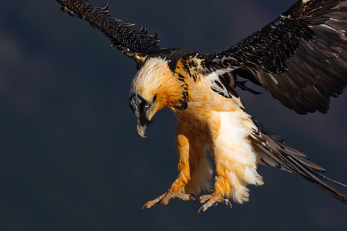 dezzoi:  Turkey Vulture Black Vulture King Vulture Greater and Lesser Yellow Headed