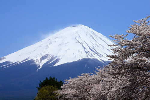 Mt. Fuji &amp; Cherry blossoms