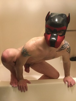 pupbull:  Coming for u