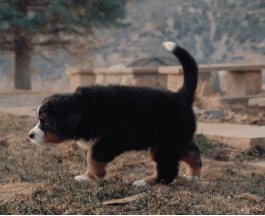 Bernese Mountain Dog And Her Pups 🐾🌾