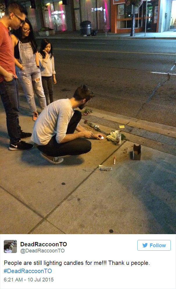 yodiscrepo:  Esto es lo que pasó en Toronto con un mapache muerto en la calle, al