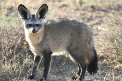 wrotten:  Bat Eared Fox