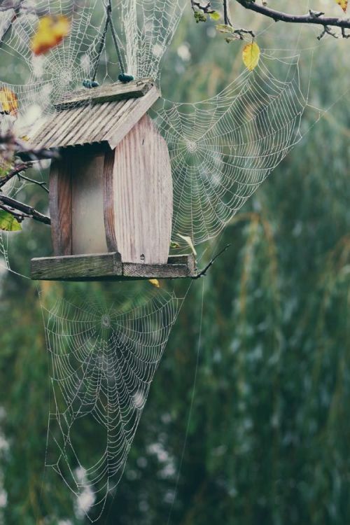 coisasdetere: Gentle spider web weaving…