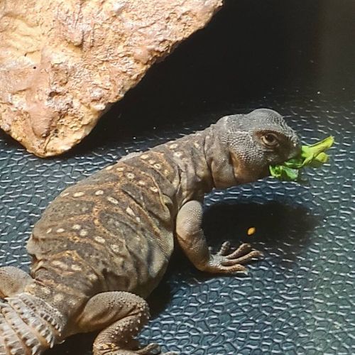 Monch monch monch#uromastyx #ocellata #lizard #reptilesofinstagram https://www.instagram.com/p/CLH3-