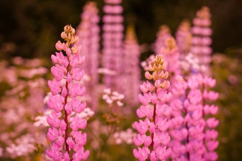 annafridacharlotte: Lupines by the roadside, July 2020.