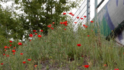 byROSI W:germany            red poppy