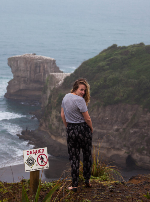 Muriwai Gannet Colony, Muriwai Beach, West Auckland, NZ