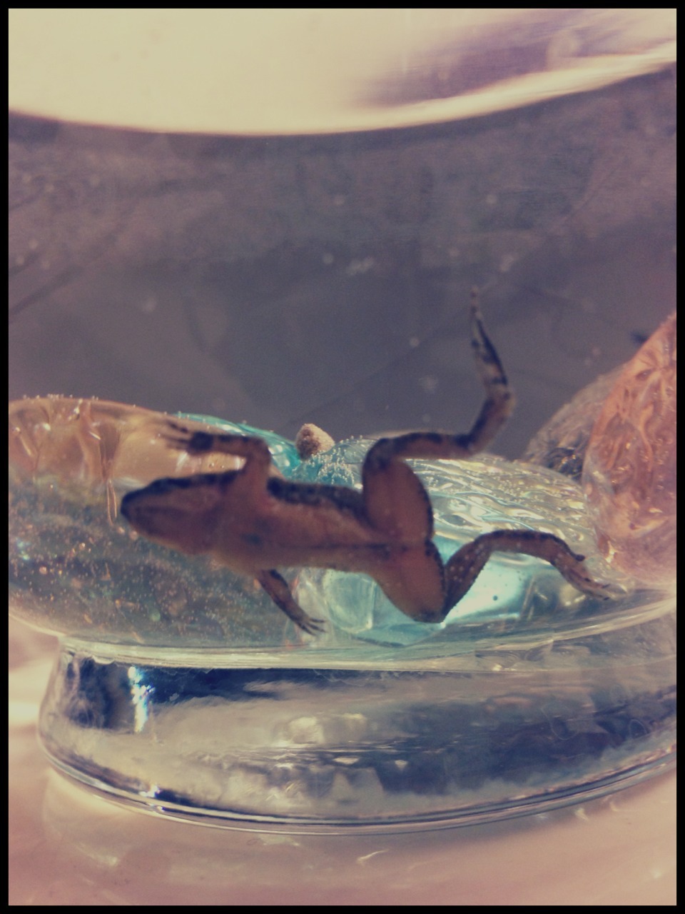 Me and Shelby got a frog c: