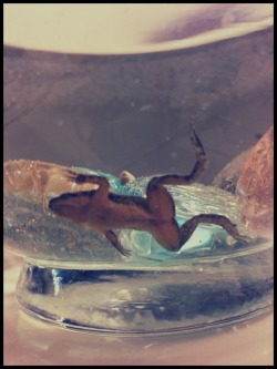 Me and Shelby got a frog c: