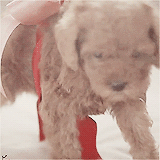 baekaid-o:  &lsquo;Miracles In December&rsquo; - Kai+puppy 