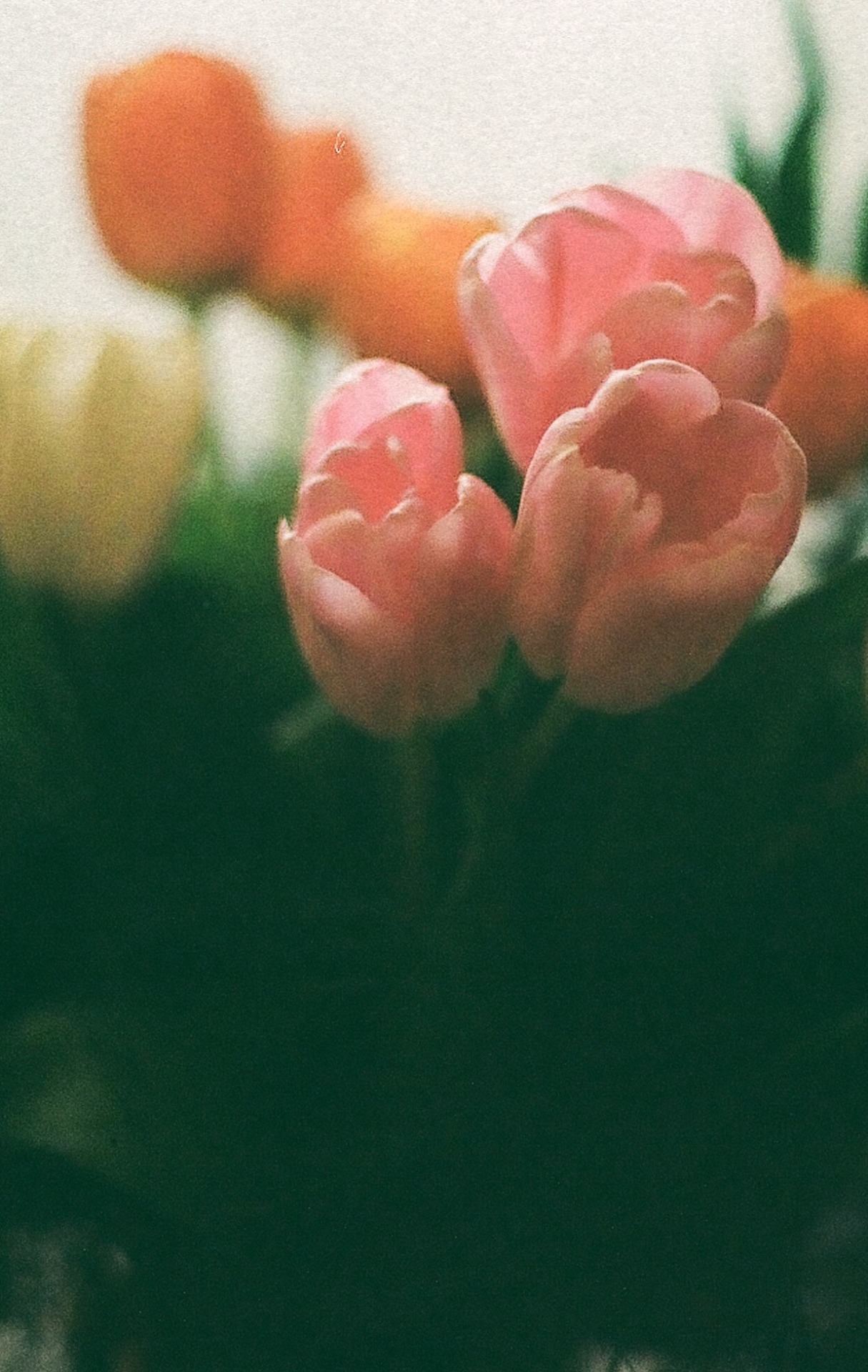  nature &amp; vintage blog 