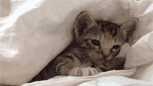 ｡◕‿‿◕｡