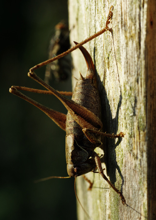 Hit a particularly rich vein of wildlife at sundown last Sunday - walking a fenceline festooned with