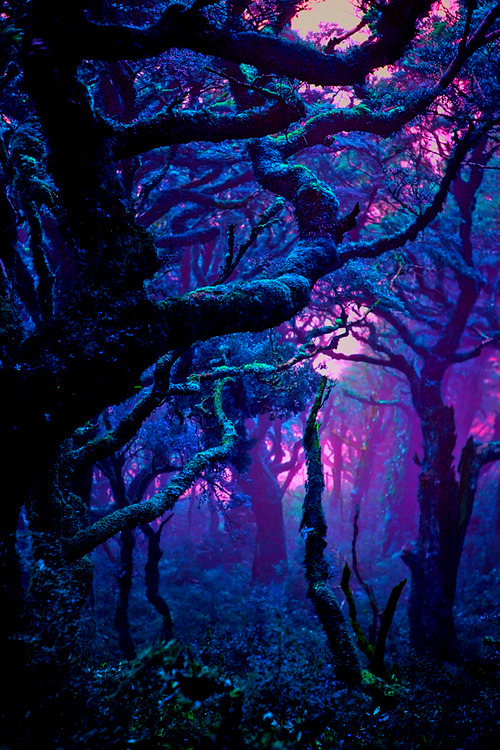Fantasy forest on We Heart It. http://weheartit.com/entry/93280726?utm_campaign=share&utm_medium=image_share&utm_source=tumblr