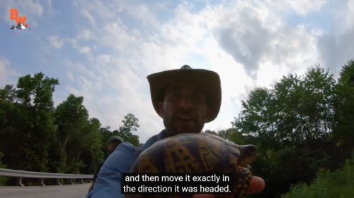 coyotepack-official: how to help a turtle cross a roadway: “Now let’s talk about safety 