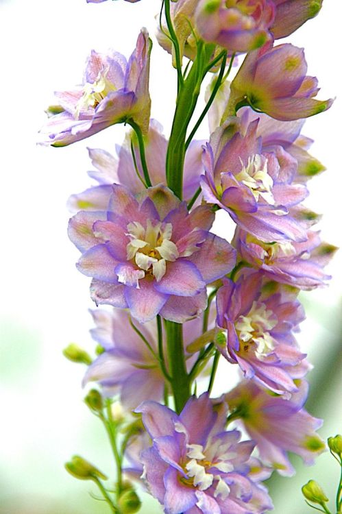bellasecretgarden: