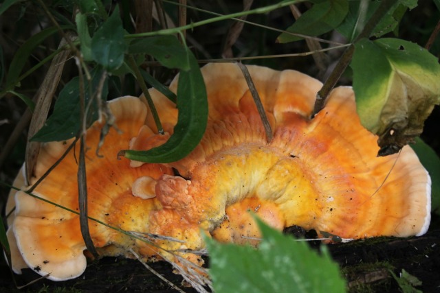 Chicken of the woods ~ in my backyard