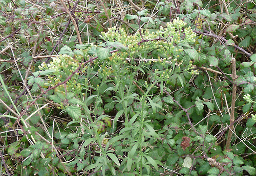 Conyza sumatrensis, Guernsey Fleabane.
Still spreading its range, this naturalised South American plant can be found growing in a semi-natural habitat like Dawlish Warren or in waste ground. For the distribution map click here although the...