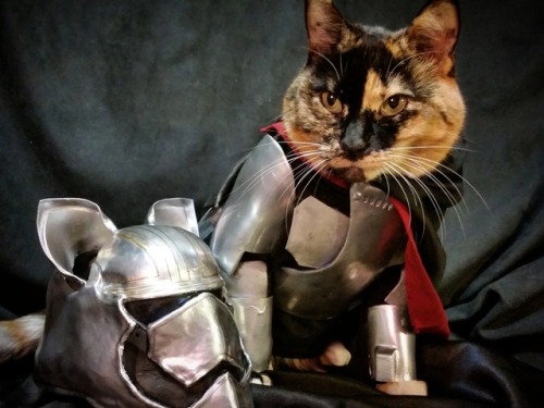 cat-cosplay:“You can’t be so stupid as to think this will be easy.” ~ Captain Pawsma