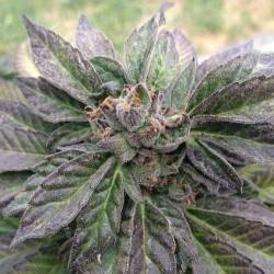 terpsincluded:  Grand Cadillac #grandcadillac #granddaddy #purple #cadillac #purps #fire #outdoor #homegrown #cannabis #grow #420 #prop215 #terpenes #trichomes