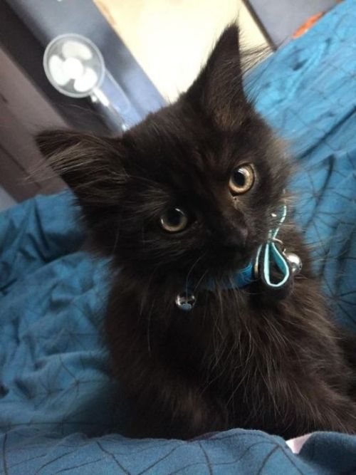 animals-addiction: Black cats are the most beautiful animal They really are!