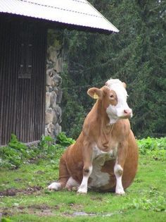myjiyong:  faggotcactus:  BREAKING NEWS: COWS CAN SIT   This is so adorable though. I gotta get me a cow.