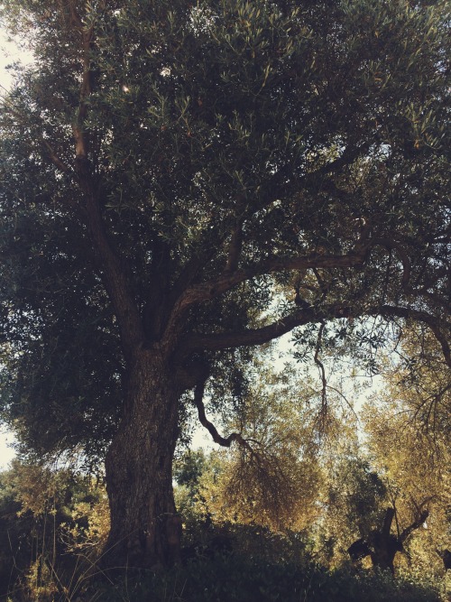 Rima Dadenji, Sacred olive tree in Rethymno, Crete Island, 2015
