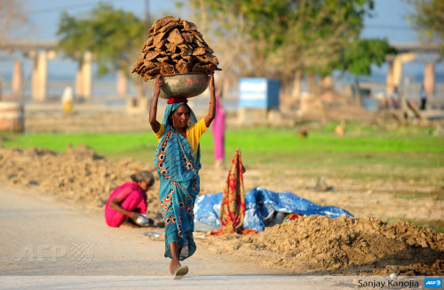 afp-photo: INDIA, Allahabad : An Indian labourer carries cow dung cakes on her head in Allahaba