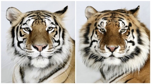 vmagazine:  Dr Bhagavan Antle of The Institute of Greatly Endangered and Rare Species (T.I.G.E.R.S), photographs 4 varieties of Bengal tigers 