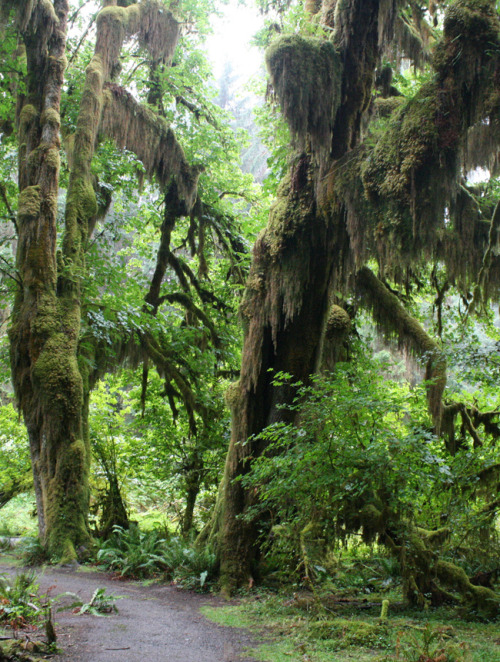 XXX quiet-nymph:  Hoh Rainforest//Washington//Photography photo