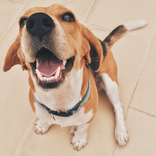 dogsandpupsdaily:  http://jolynwong2002.tumblr.com/ 