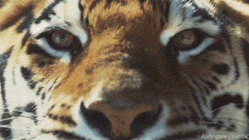 alxbngala:    Stare into the eyes… of the CATS! [  Big Cat Week :30 Launch ] 