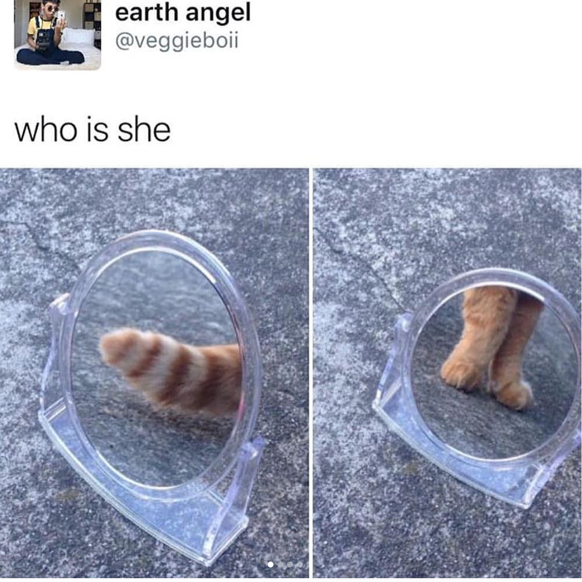 babyanimalgifs: Cat tweets