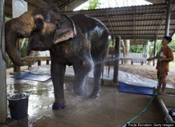 sixpenceee:  A 50-year-old elephant in Thailand who lost her left front leg a few years ago is now kicking it up with a new prosthetic.The elephant, named Motala, lost the appendage in 1999 after she accidentally stepped on a land mine left over from
