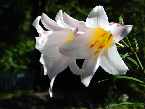 Lilium regale, kuningaslilja