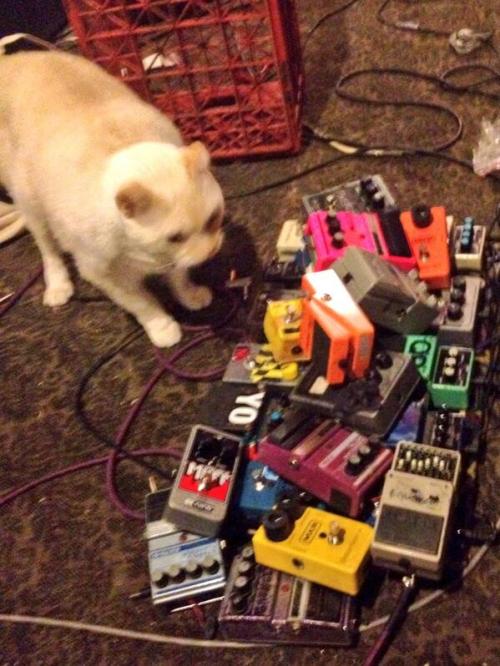 fuckyeaheffectspedals:catsonamps:this is apparently @rmrnnr  heading into the studio w/ J. RobbinsHa