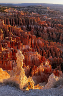 musts:  dawn by Tucapel Bryce Canyon, Utah,