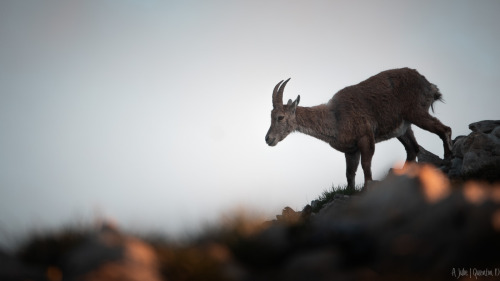 Bouquetin.(Alpine ibex - Capra ibex).(Massif du Vercors - Mai 2020).(A Julie…)
