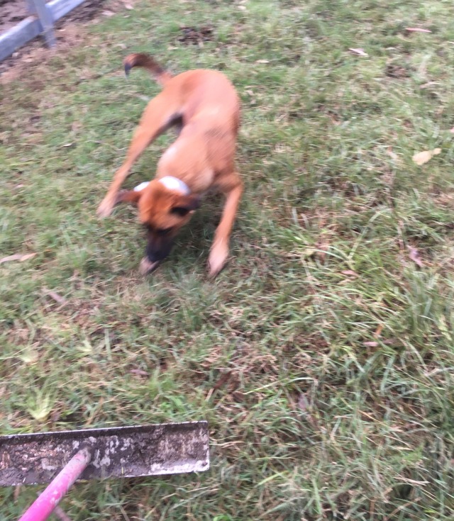 a brown dog lunging playfully at a pink metal tool with a flat grey plate on the end. the tool is covered in mud