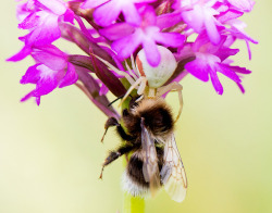 spiders-spiders-spiders:   	Spider_0519 by Mike Young  Thomisidae (Flower or Crab Spider)   at first i was like  that’s a nice picture of a bee on a spider blog&hellip;