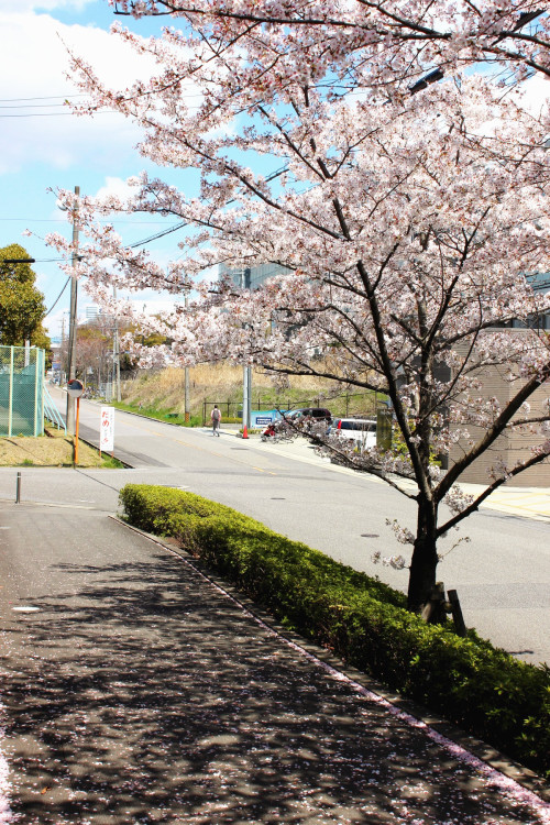 chookypoow: Sakura falling down ;o;