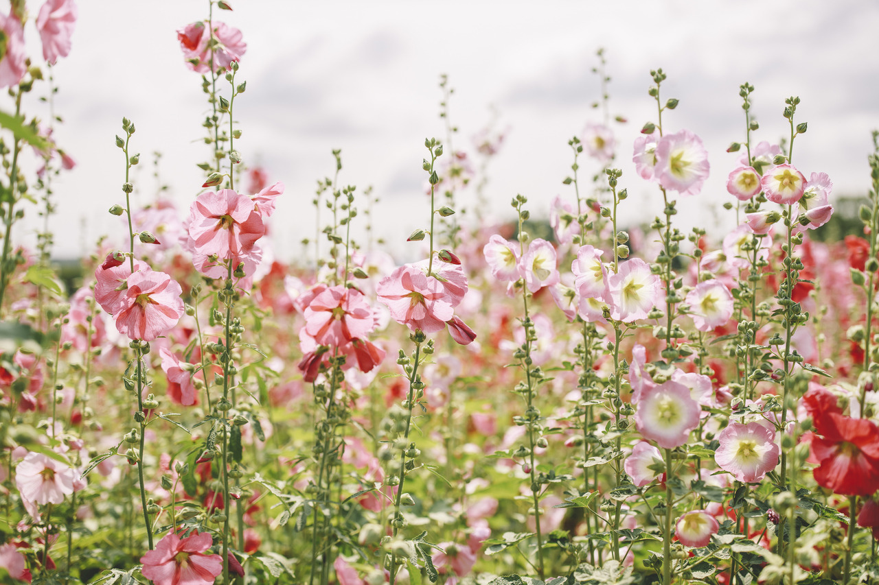 boohwanj:2019-06-15