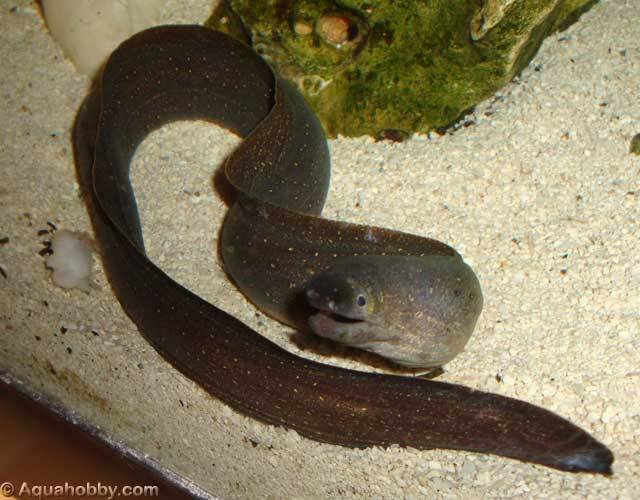 freshwater snowflake eel care