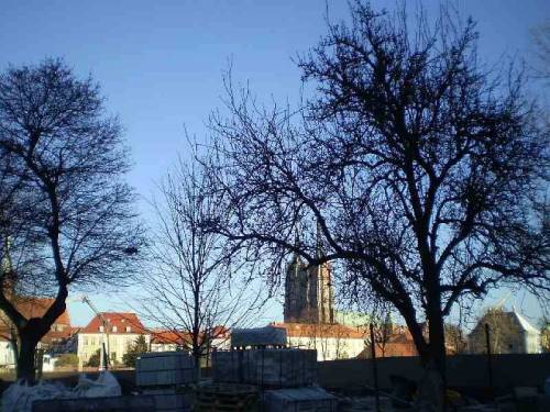 Trees in city Wroclaw, Poland.