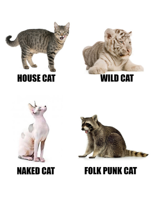 Types of Cat