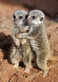 llbwwb:  Cuddling meerkats by danis51 