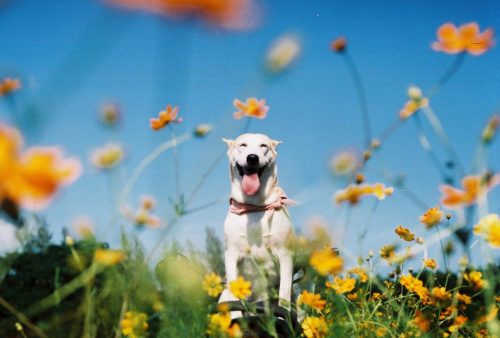 animal-factbook:  This dog is one of the world’s most well-known supermodels. This lucky canine travels across the globe, wearing the latest fashions and getting its picture taken along the way. Photos end up in Vogue, Elle, and several other high profile