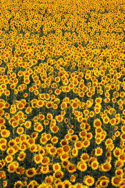 spiritual-rebirth:  expressions-of-nature:  Girasoli by: Raffaele Della Santa  Whenever I see sunflower fields it reminds me of when I was a little girl and my mom took me to see my great aunt who had a field of sunflowers in her backyard. I didn’t