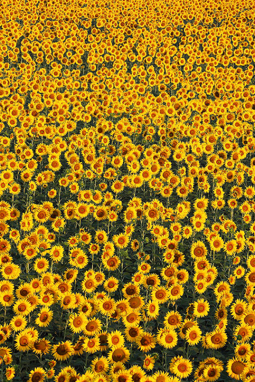 spiritual-rebirth:  expressions-of-nature:  Girasoli by: Raffaele Della Santa  Whenever I see sunflower fields it reminds me of when I was a little girl and my mom took me to see my great aunt who had a field of sunflowers in her backyard. I didn’t