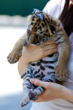 fakenasty:  wolverxne:  Baby Tiger Cub and